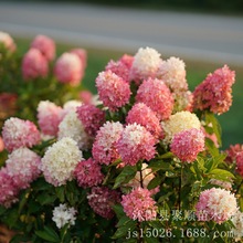 圆锥绣球花苗系列盆栽石灰灯香莓夏季阳台庭院好的养花卉植物