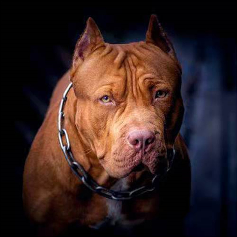 美国比特犬活体幼犬纯种比特犬血统大型斗狗狩猎犬大骨架头版0697