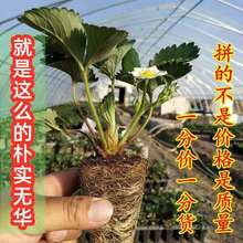 草莓盆栽原盆原土秧苗四季结果树苗地栽奶油苗绿植物花卉阳台厂家