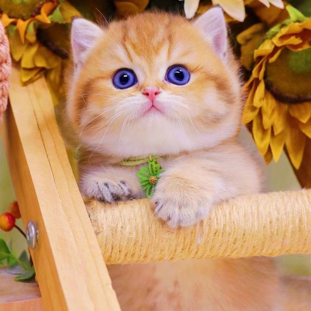 双血统长毛金渐层11色12色英国长毛猫绿眼金渐层蓝金