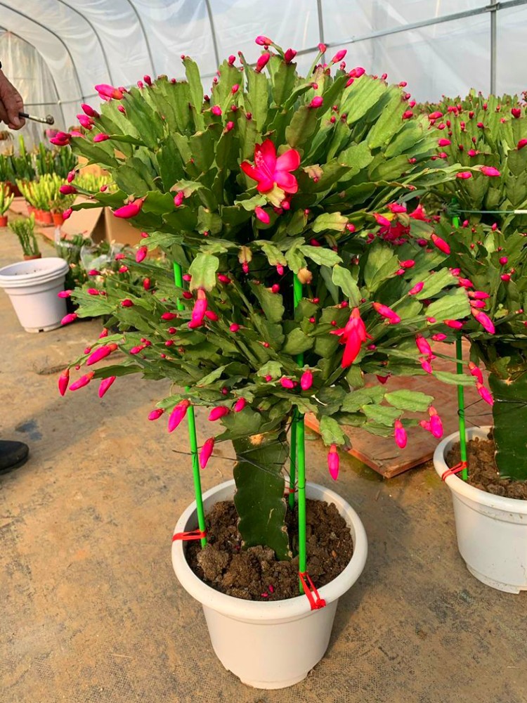 蟹爪兰盆栽花苗带花苞嫁接重瓣阳台室内好养植物四季常青花卉绿植