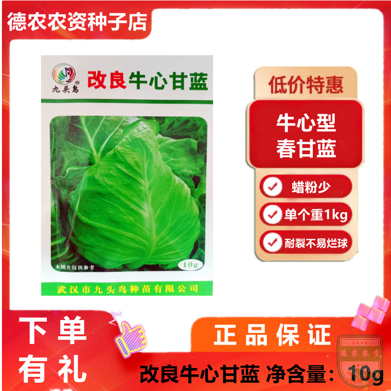 九头鸟 改良牛心甘蓝种子 鸡心包种籽 蜡粉少 春甘蓝 单个重1kg