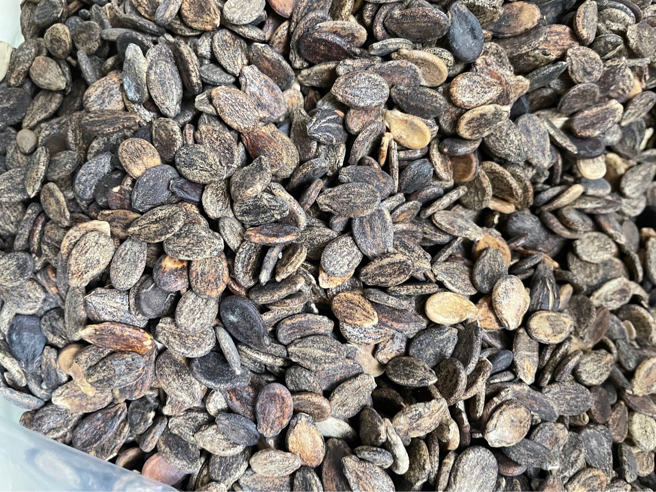 西瓜籽 西瓜子 500克每包 一件代发