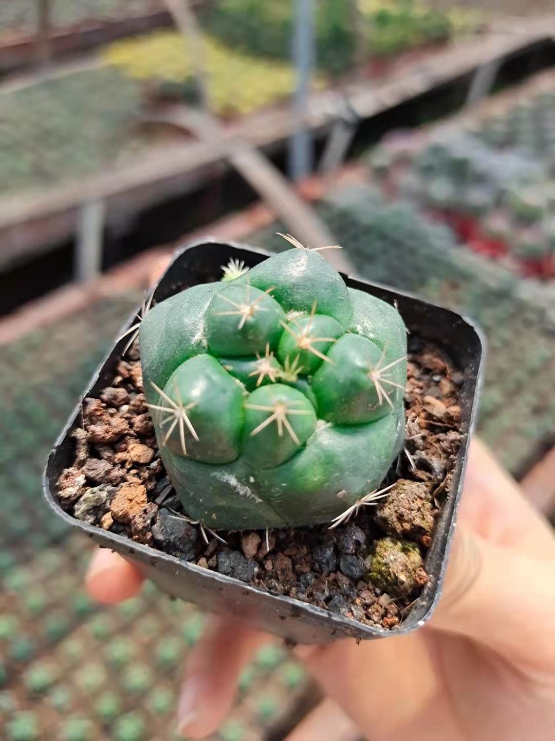 巨象仙人球54盆一件88盆一件美观趣味绿植开花易养