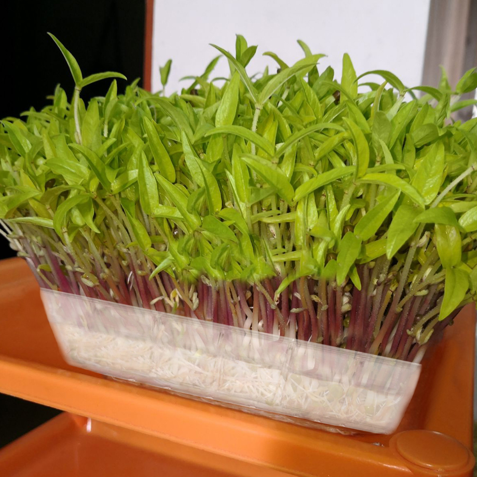 外贸跨境透明农业育苗托盘植物种植盘园艺育苗盘