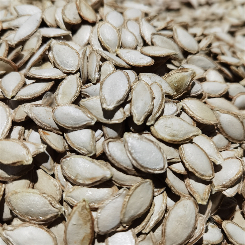 云南农家自种老品种毛边南瓜籽 生的原味手工精选 大小颗粒南瓜子