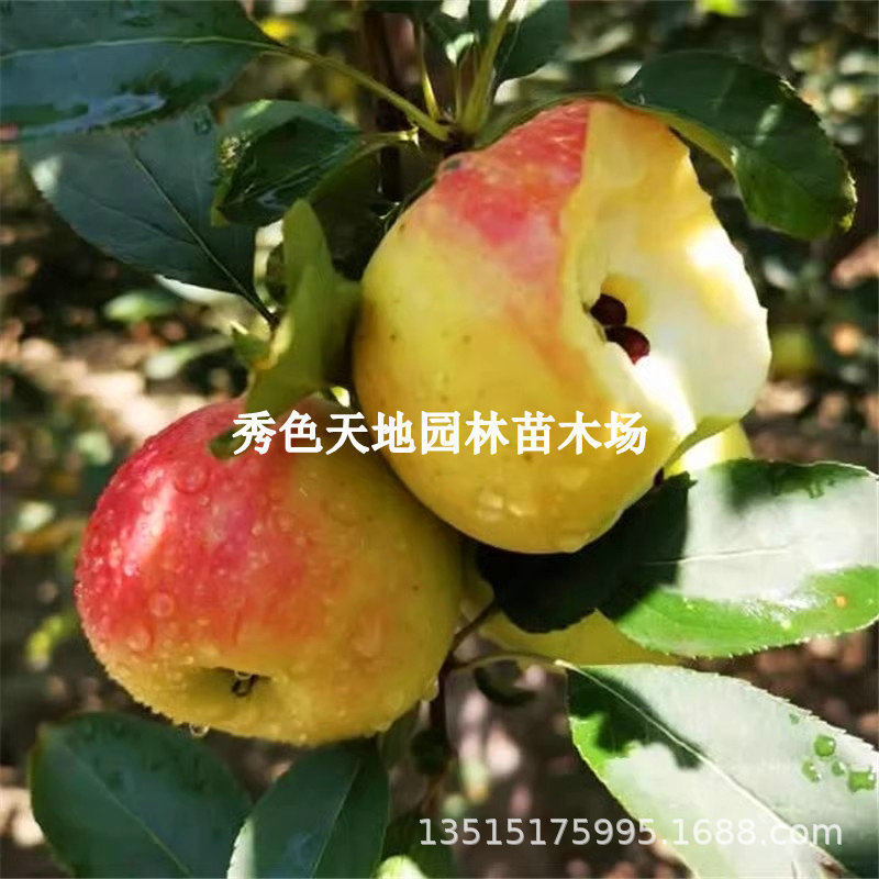 新品种白水苹果苗盆栽地栽当年结果南北方田地种植红富士苹果树苗