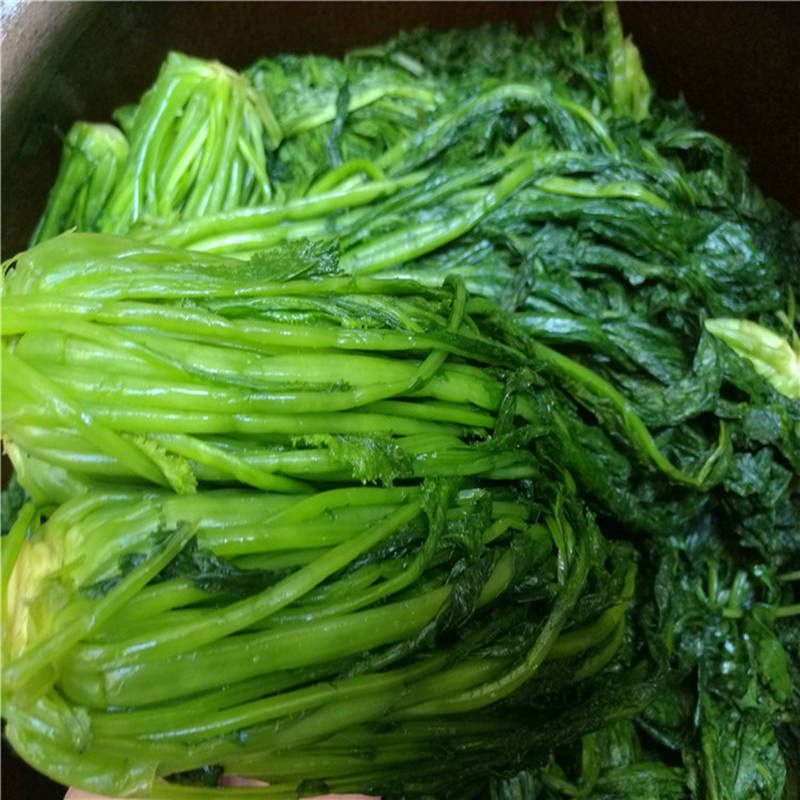 新鲜绿雪菜东台优质咸菜雪里红绿色雪里蕻新鲜腌制下饭菜酱菜开胃