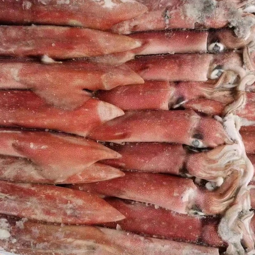 印尼红鱿海钓红鱿鱼新鲜活冻枪鱿鱼海兔笔管鱼乌贼冷冻水产-阿里巴巴