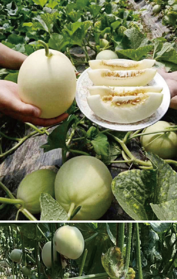 拖车头白糖罐甜瓜种子早熟甜脆厚肉白嫩甜瓜种籽农田菜园甜瓜种子