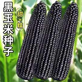 黑甜糯玉米种子 香甜糯玉米种子苞米大田玉米杂交非转基因黑玉米
