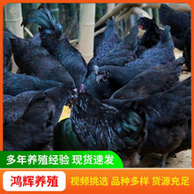 厂家销售纯种散养五黑鸡活苗成年五黑鸡绿壳蛋鸡脱温五黑鸡活苗