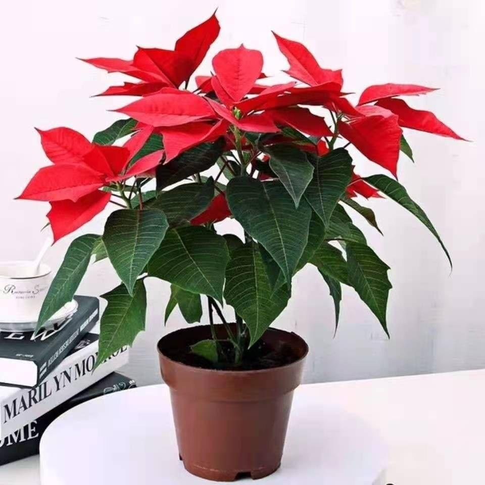 喜庆花卉一品红盆栽四季开花室内客厅净化空气阳台花卉圣诞花