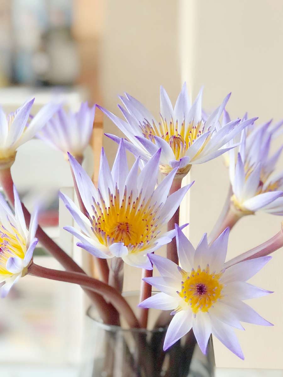 睡莲鲜花水培供佛用莲花插花家用花束低价直批包邮北京同城可闪送