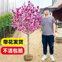 玉兰花树苗带花苞庭院耐寒耐冻花卉黄紫白玉兰户外地栽真花绿植物