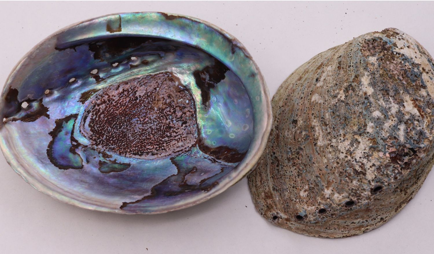 澳洲鲍鱼壳绿唇鲍abalone shell abalone with green lips