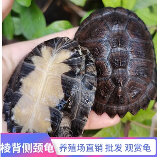 [棱背侧颈龟]西非龟沼泽龟水龟活体顺德泓源水产养殖场批发