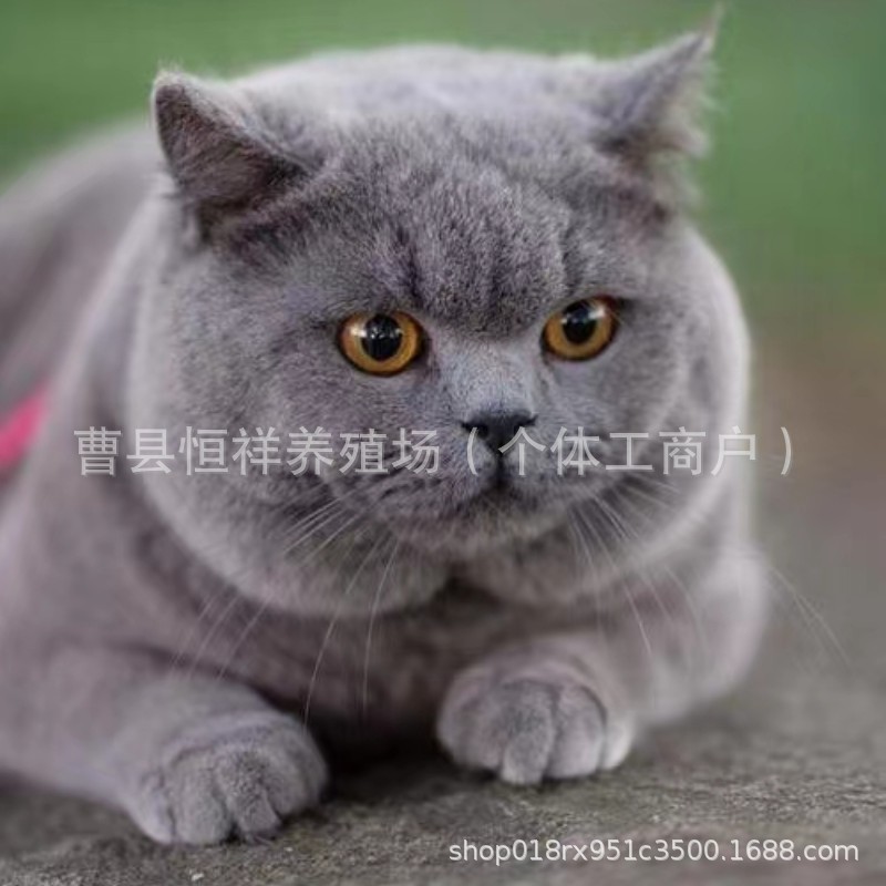 英短蓝猫幼猫活体小猫咪矮脚蓝猫大包子脸蓝猫长毛高地蓝猫拿破仑