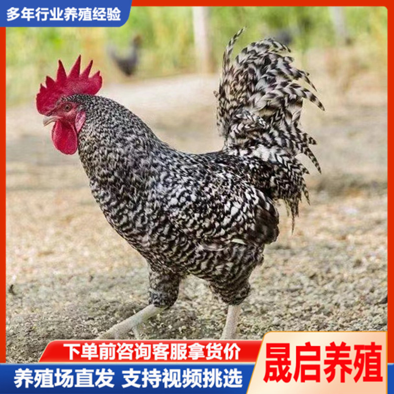 山东汶上芦花鸡活体养殖纯种芦花鸡苗 半斤 一斤芦花鸡苗活体批发