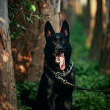 纯种东德牧羊犬幼犬黑背太极色正宗放羊狗短毛看家护院纯黑狼狗幼