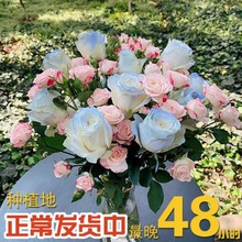 七夕玫瑰花香槟玫瑰橙色泡泡玫瑰花束48种植基地正常发中一件批发