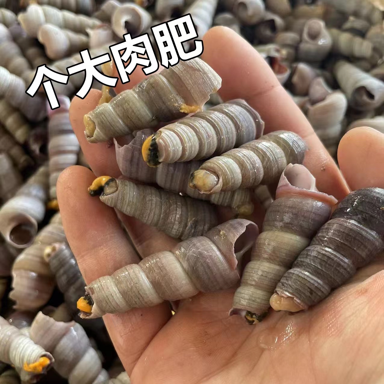 钉螺鲜活去尾大号锥螺新鲜海螺丝捞汁小海鲜麻辣贝类包邮商用
