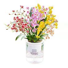 文心兰盆栽带多花苞出售4色香水文水培植物室内观花好养四季开花