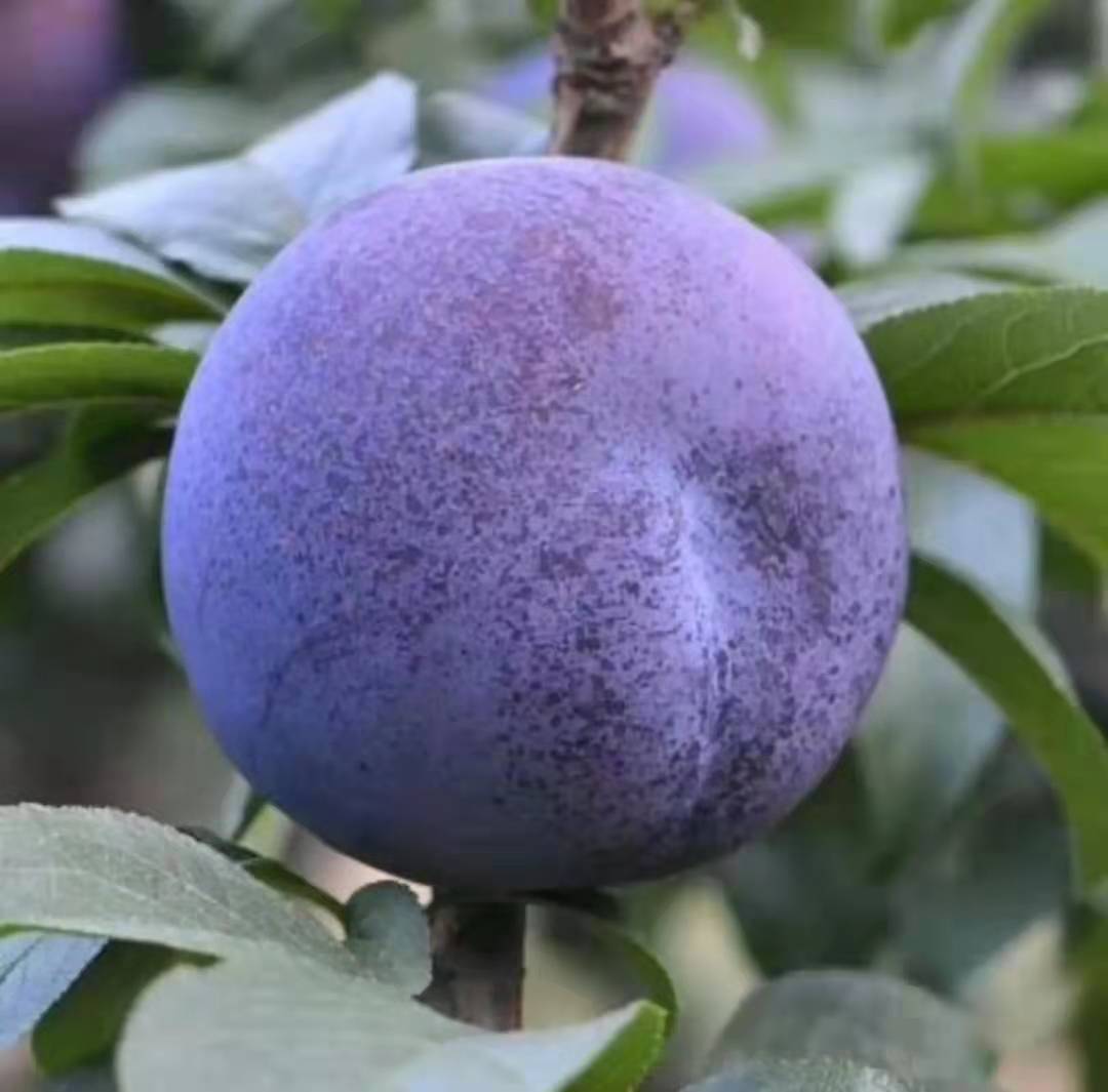 新鲜黑布李黑布林李子六月紫水果5斤一箱预售订单满100箱开始发货