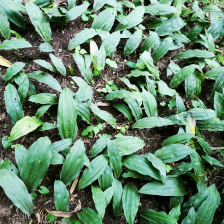 云南基地直供毛慈菇小苗 毛慈姑泥冰子 山慈菇根茎苗 成活率高