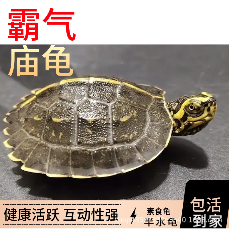 亚洲巨龟黄头庙龟苗大只巨型乌龟吃菜龟素食杂食宠物龟观赏半水龟