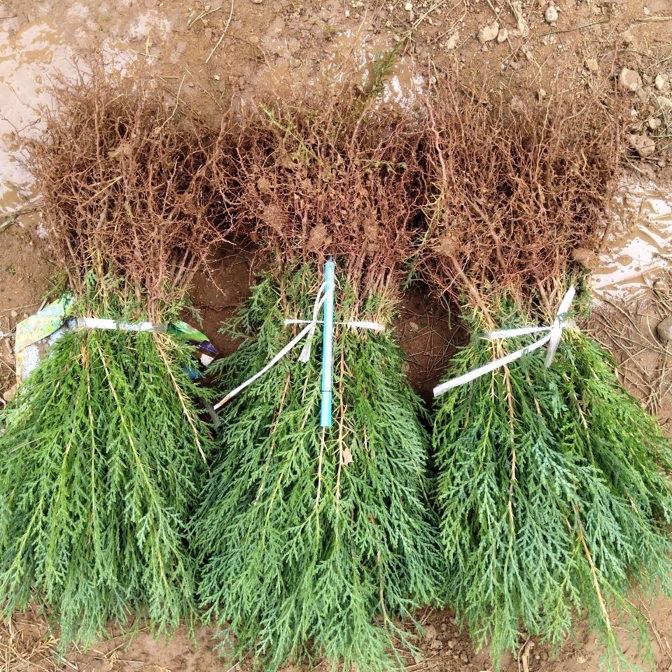 柏树苗造型侧柏小苗扁柏苗侧柏苗种子苗墓地柏树侧柏青柏