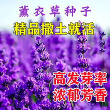 薰衣草种子籽耐寒庭院阳台盆栽室内驱蚊虫香草花种子薰衣草花种孑