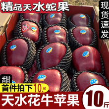 【超低价】现货甘肃天水花牛苹果蛇果正宗红苹果粉面新鲜水果婴儿