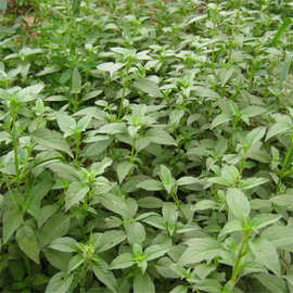 蔬菜种子荆芥菜新鲜河南大叶荆芥菜精菜茎芥菜新鲜非荆芥种籽包邮