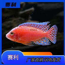 三湖慈鲷马鲷鱼活体非洲王子杂鲷新手蓝阿里鲷科鱼小型热带观赏鱼