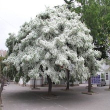 一件代发流苏小苗流苏苗流苏树苗嫁接桂花母本油根子树苗庭院风景