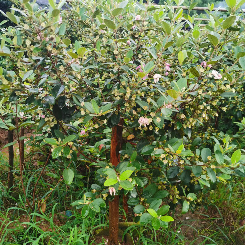 桃金娘树苗广西陈生果树种苗捻子树苗山捻子树苗南北方盆栽地栽