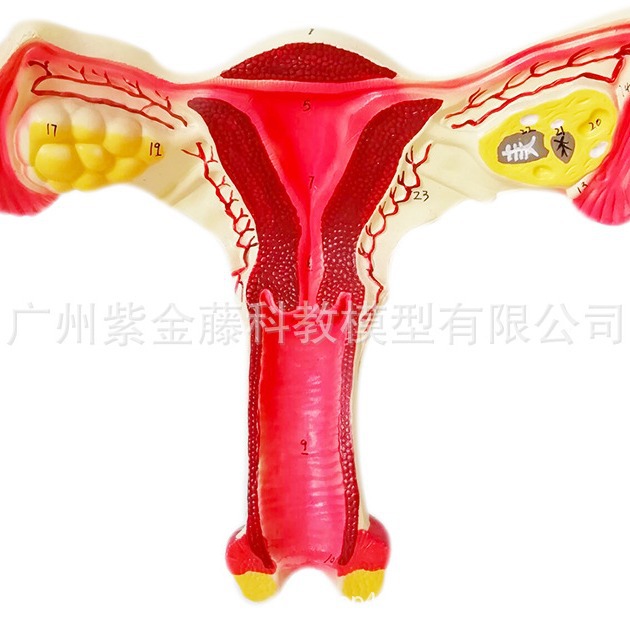 人体女性子宫模型 阴道卵巢教学病理教具产科病态解剖仿真