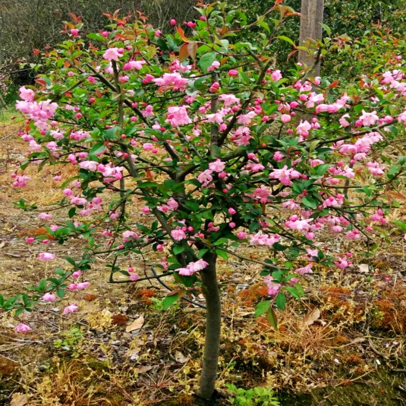 庭院地栽绿化苗南方北方种植垂丝海棠北美海棠树苗高杆西府海棠苗