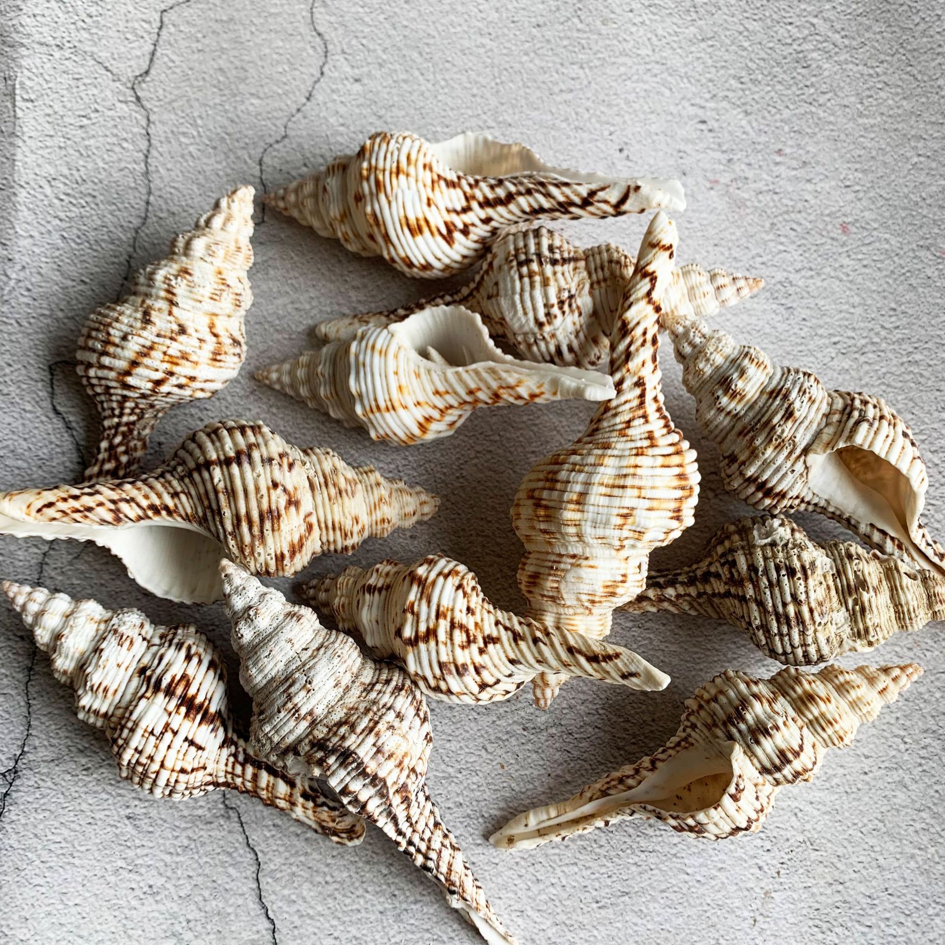 厂家货源 白旋螺 长旋螺地中海天然贝壳海螺标本螺 地台摄影装饰