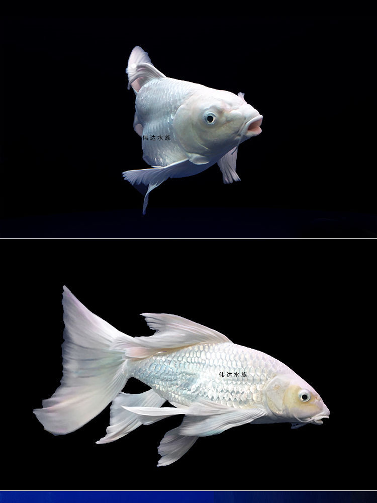 台湾蝴蝶鲤纯血贵妃短身球体鱼苗大尾石膏白锦鲤冷水观赏鱼苗活体