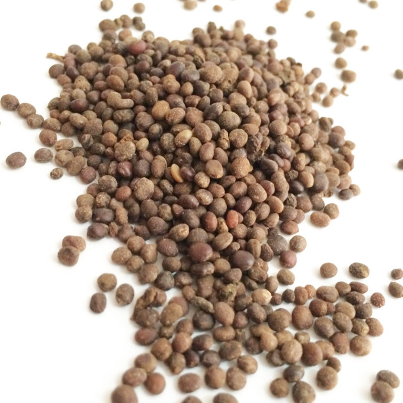 凤仙花家庭园艺花种子 观赏盆栽指甲花  四季种易活易种凤仙花