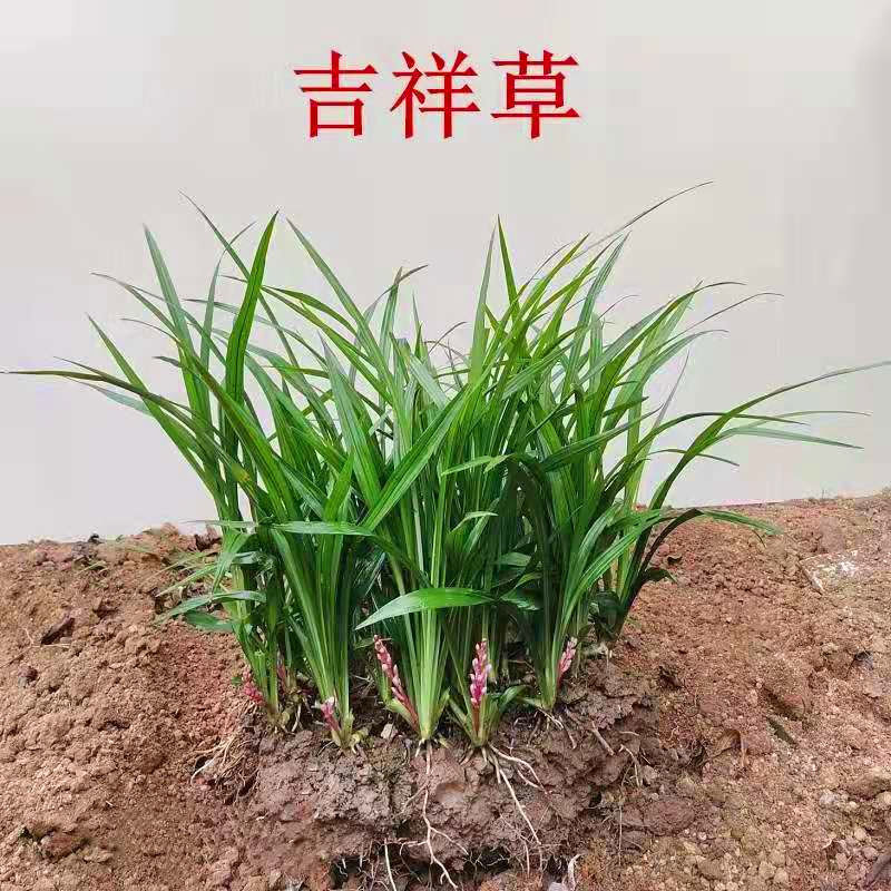 吉祥草苗盆栽植物室内小叶万年青观音草四季常青水培土培耐寒好养