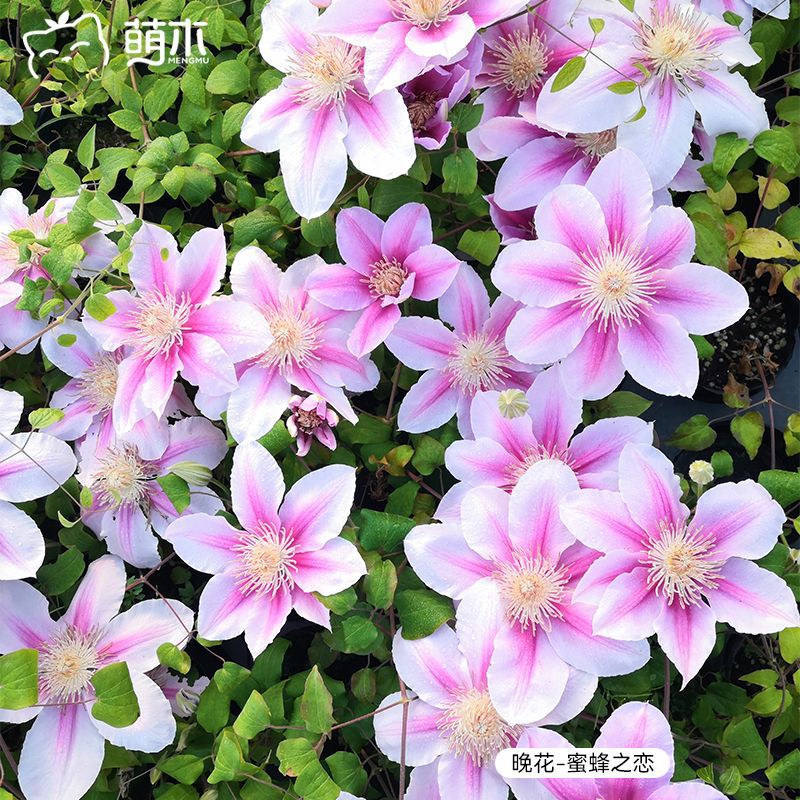 萌木园艺铁线莲大苗1.5加仑爬藤植物盆栽-阿里巴巴