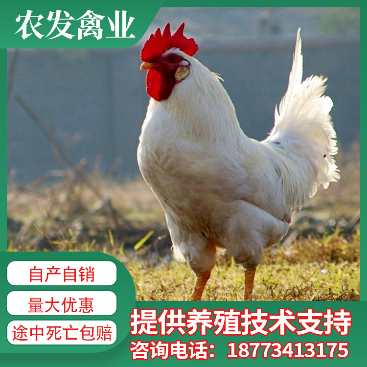 生态散养土鸡 白毛公鸡苗 白羽柴鸡苗 批发白羽土鸡苗 白鸡苗价格
