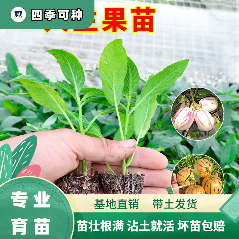 云南人参果树苗盆栽人生果苗菜苗水果长寿果种籽种植四季南北方