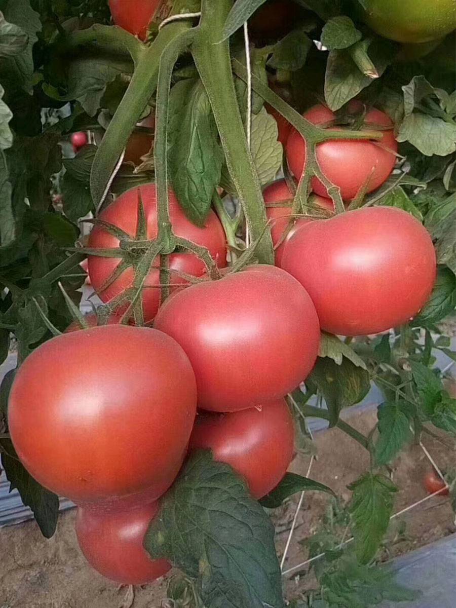 四川米易露天沙瓤粉果西红柿新鲜水果番茄自然熟9斤现摘现发包邮
