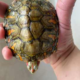 稀有大红头孔雀明王观赏变异花纹巴西龟