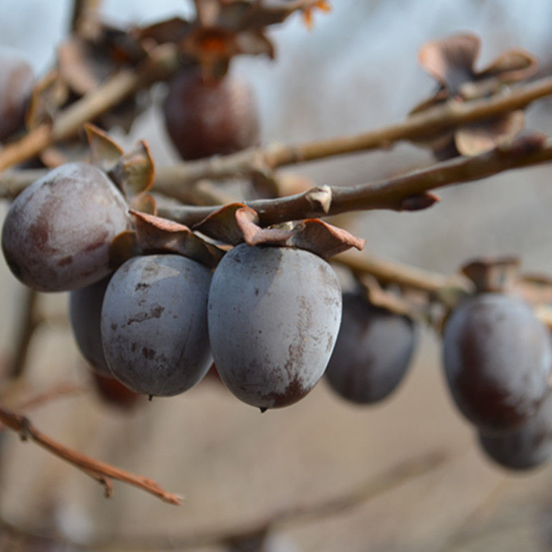 3斤包邮新鲜零食黑枣散装无核黑枣养生黑枣软枣圆枣小柿子非乌枣