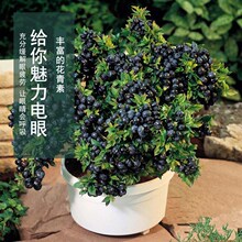 四季蓝莓苗 盆栽地栽当年结果室内庭院 南方北方种植蓝莓苗果树苗